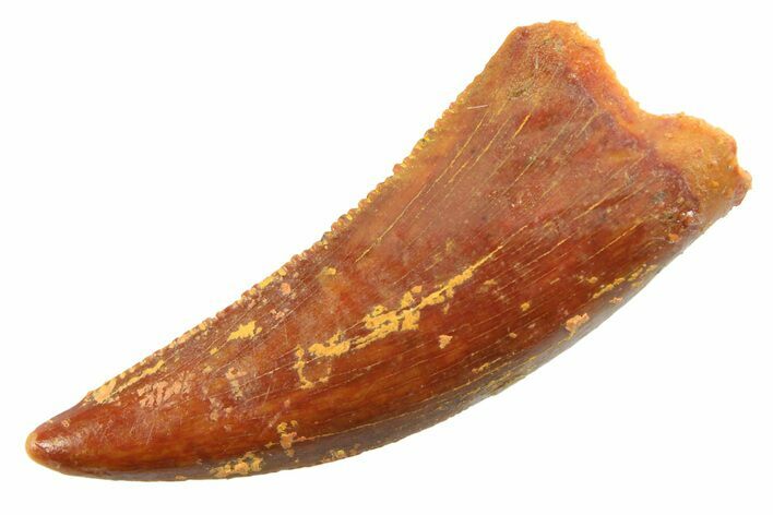 Serrated Raptor Tooth - Real Dinosaur Tooth #347049